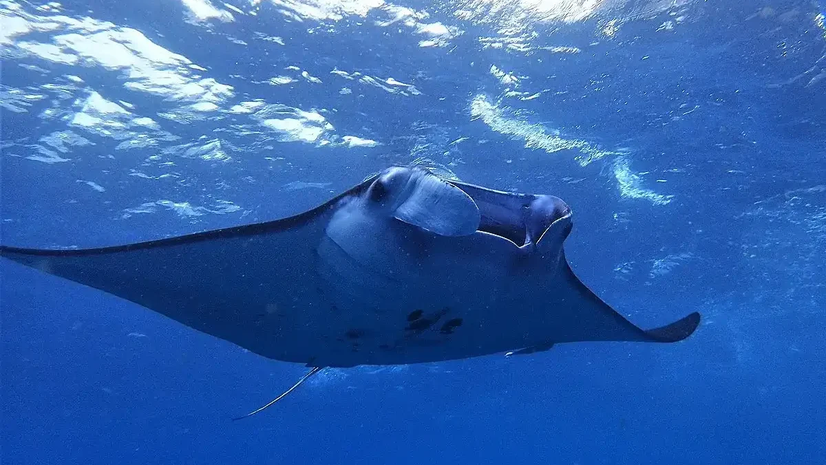 Bali Haven Snorkeling Paradise Tour