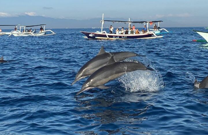 Dolphin & Sacred North